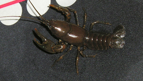 Cambarus bartonii bartonii Craybl10