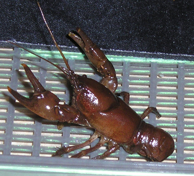 Cambarus bartonii bartonii Crayru10