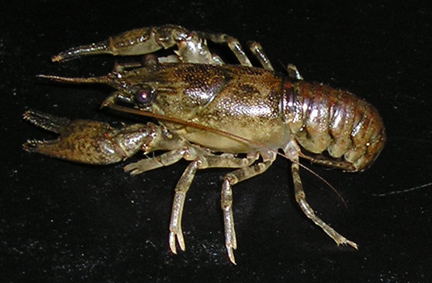 Orconectes limosus Male10