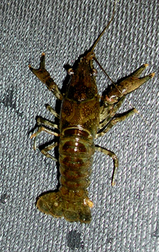 Orconectes limosus Nj20cr10