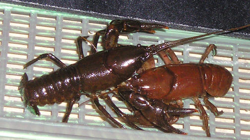 Cambarus bartonii bartonii Otherc10