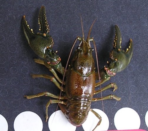 Orconectes virilis User8710