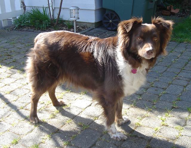 Sekilas Mengenai Australian Shepherd Dog_he10