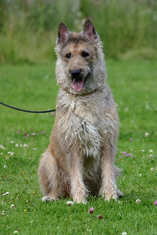 Sekilas Mengenai Belgian Shepherd Dog_he11