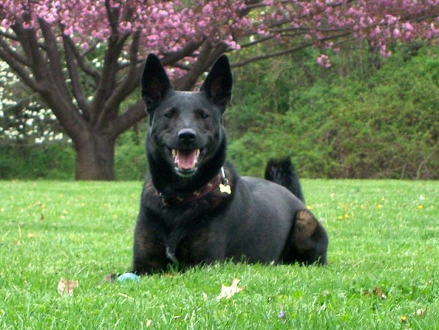 Sekilas Mengenai Dutch Shepherd Dog Dog_he12