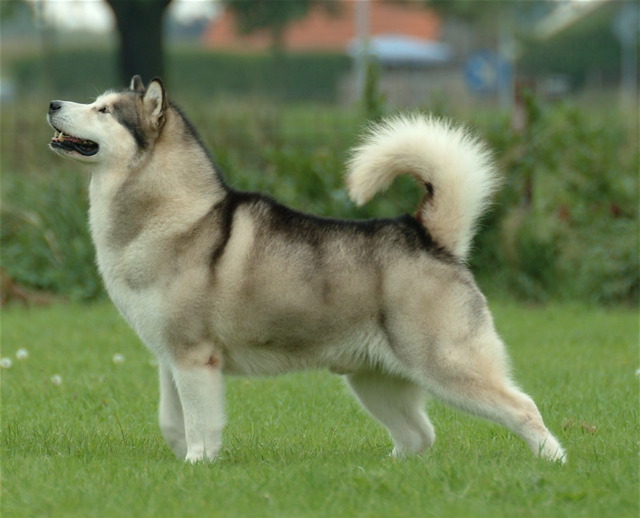 Sekilas Mengenai Alaskan Malamute Dog_hu11