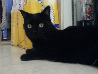 Vénus, jeune chatte noire d'un an Dsc03622