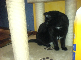 Vénus, jeune chatte noire d'un an Dsc03626