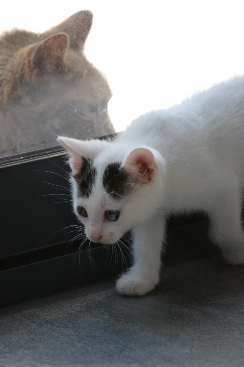 Pegase (européenne blanche et noire) Chaton13