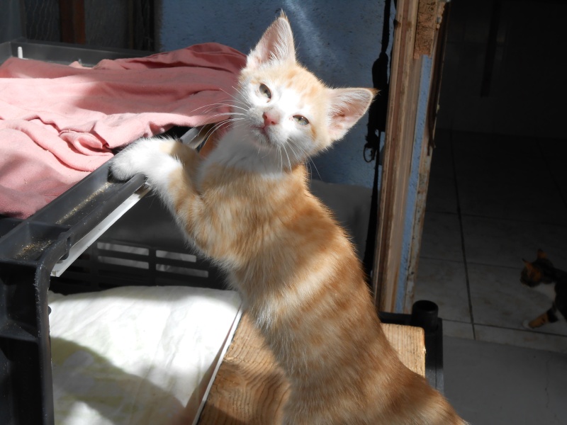 ISIO (chaton femelle rousse et blanche) Dscn0439