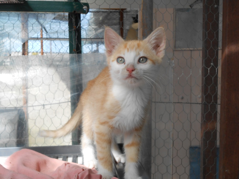 ISIO (chaton femelle rousse et blanche) Dscn0442