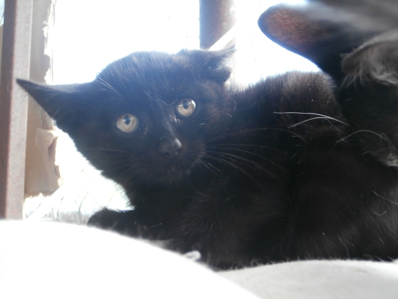 JOE (chaton mâle noir)réservé P8070018