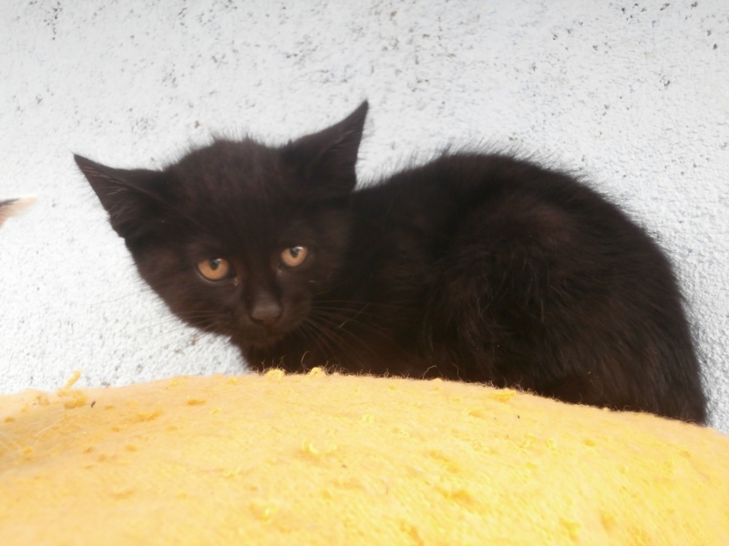 JOE (chaton mâle noir)réservé P8070020
