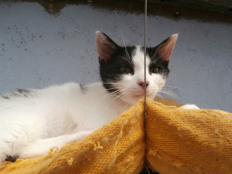 CHOCOLATINE (chaton femelle noire et blanche) réservée P8070041