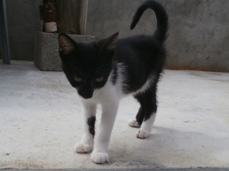 NOCIBA (chaton mâle noir et blanc) P8280221