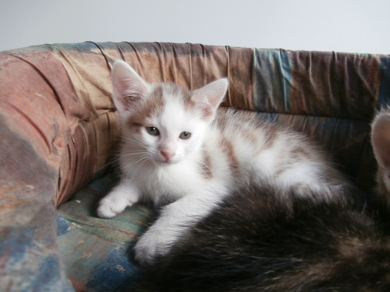 INDIGO (chaton mâle tigré marron et blanc) P9280026