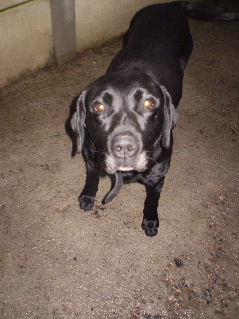 Trouvé à Vodable, le 31/12/08, chien labrador noir TINO Pc291411