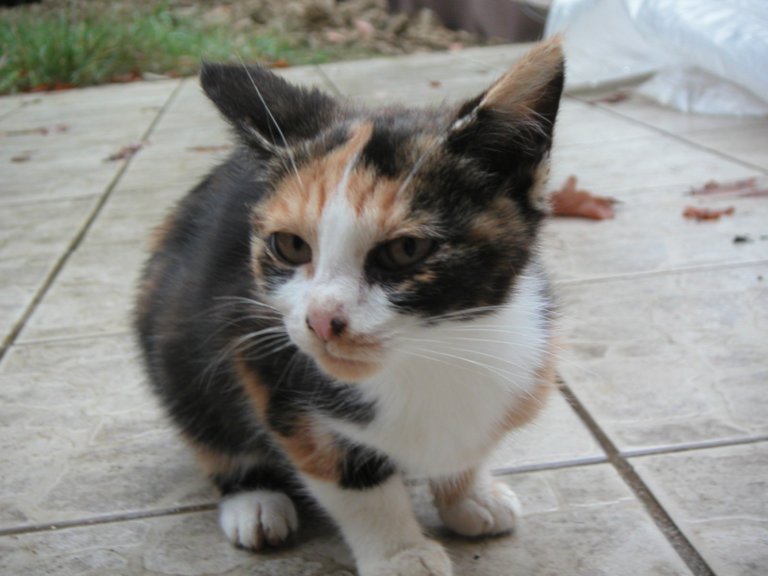 Lilas, jeune chatonne ( reconfirm) en Moselle Lilas410
