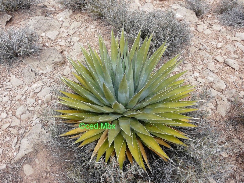 Nom d'une agave! 3 P1120612