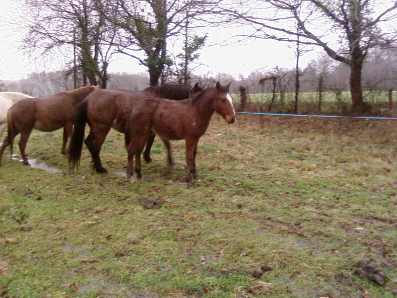 PONETTE ET SON POULAIN SAUVES MOINDRAULT Sp_a0543