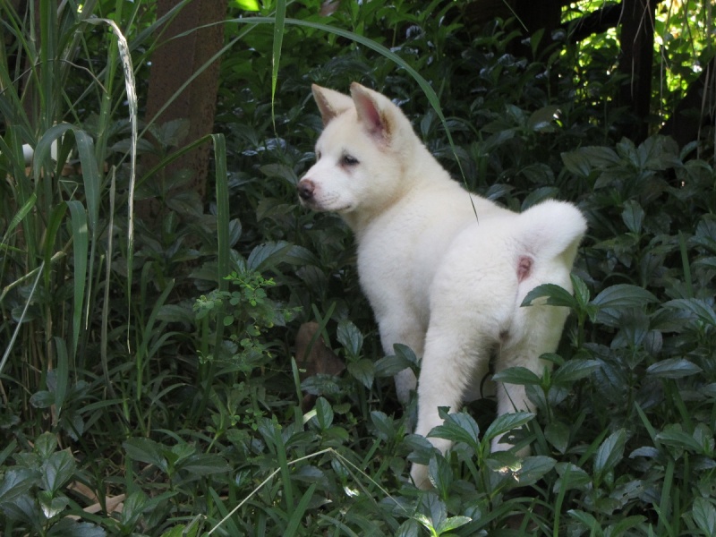 26e Portée de Ludsyga : Yuki x Nato (09/07/13) - pour les maitres de Yuki - Page 11 20131449