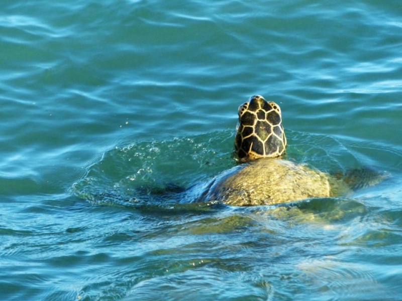 Une grosse tortue vue dans les eaux du golfe de Saint Cyprien en Corse Photo10