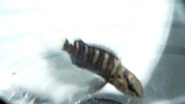 Badis badis - Indian Chaameleon Fish P1010311