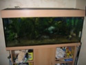 Aquarium quip 240L + meuble 02610