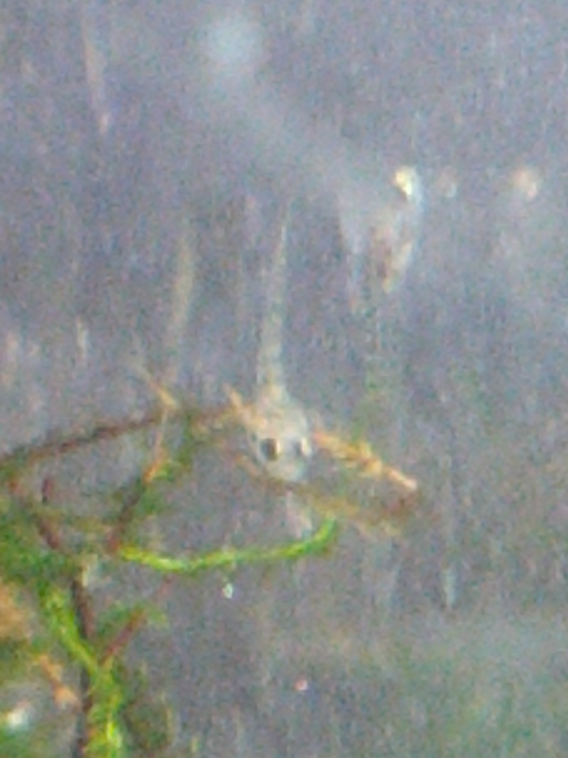 Chlamydogobius eremius reproduction Img_2015