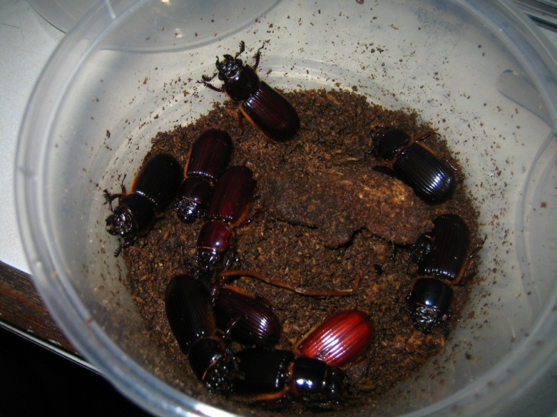 Borneo Tracks: Gunung Piuh Forest Resort Beetle10