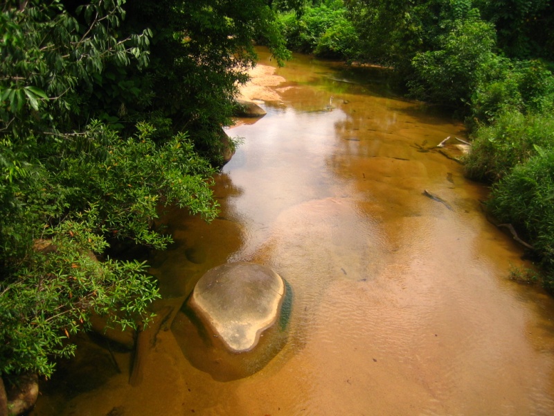 Borneo Tracks: Gunung Piuh Forest Resort Bridge12