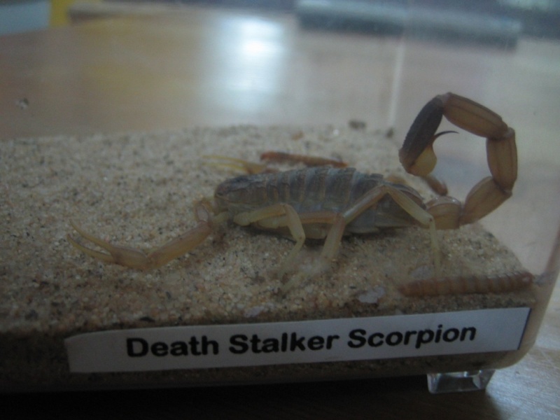 My 1st Death Stalker (Lieurus quinquestriatus) - in Malaysia! Need advice on Breeding Lq10