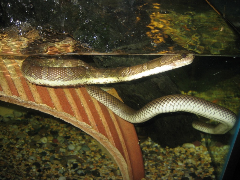 Slithering Waters Puffed11