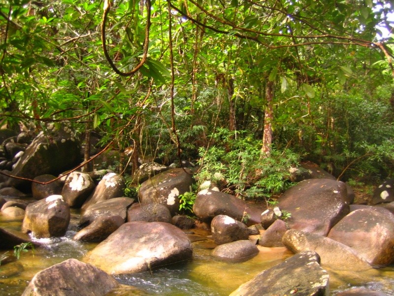 Borneo Tracks: Gunung Piuh Forest Resort River10