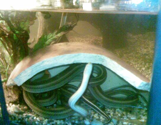 Slithering Waters Writhi10