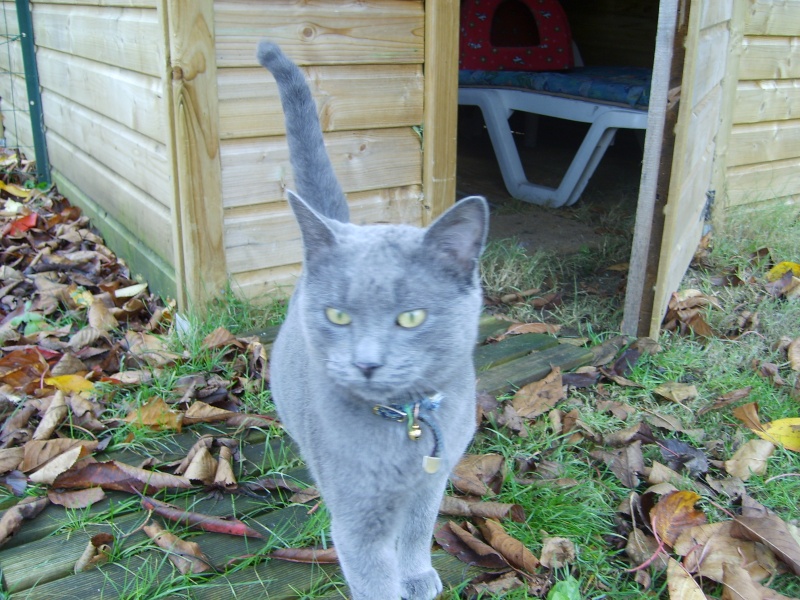 SOS URGENT ! TROUVE SUR BOIGNY (LOIRET/45) UN CHAT CHARTREUX CROISE ENVIRON 1 AN... S6000011