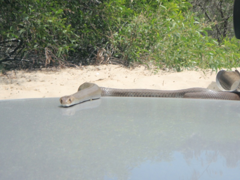 Snakes Alive the Dangers of Jet Ski fishing in Australia Fraser30