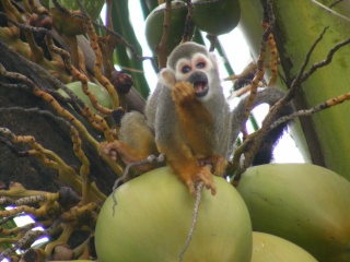 Mes 3 ans en Guyane Mai_2010