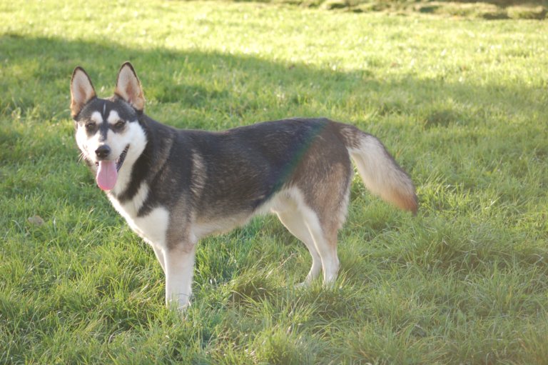 GAO - Mâle husky 2 - 3 ans - BETHUNE (62) - Page 2 14230310