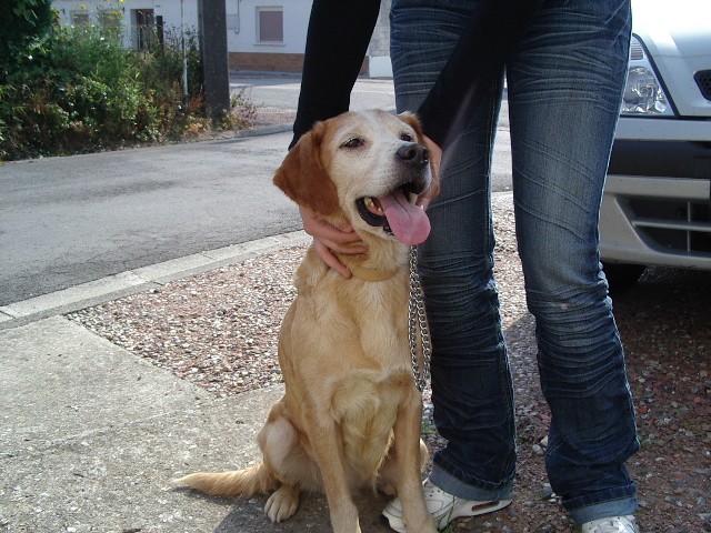 femelle x labrador /epagneul 9ans Belle110