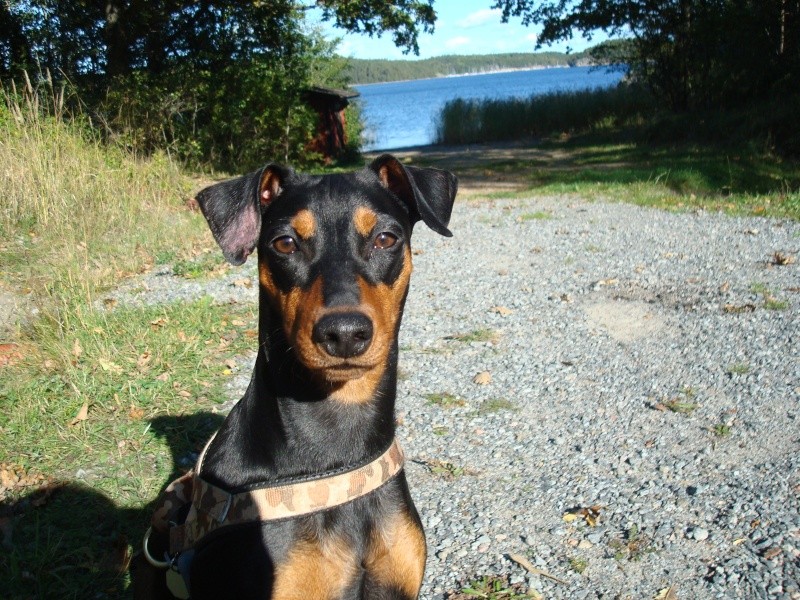 Min Pinscher är... 20080911