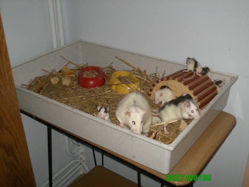 mes rats Pict0413