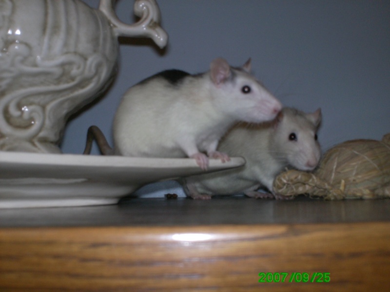 mes rats Pict0415