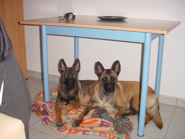 a reserver !! chiots malinois Grand10