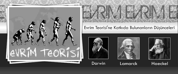 Evrim Teorisi - The Evolution Theory