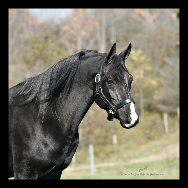 Handsome Arabian stallion looks for a mare Skizz12