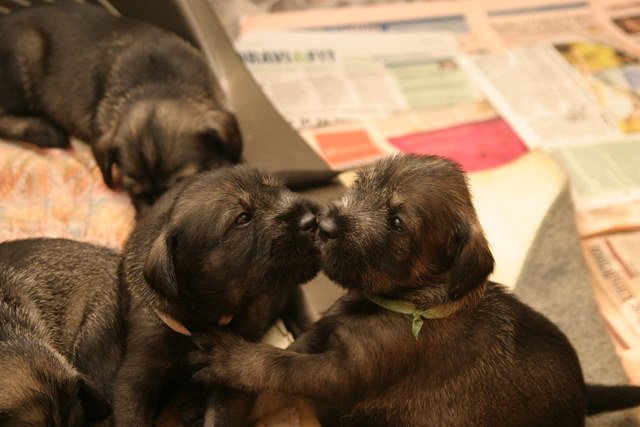 Leboro - standard schnauzer p/s kennel Kissme10