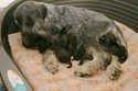 Leboro - standard schnauzer p/s kennel Quincy10