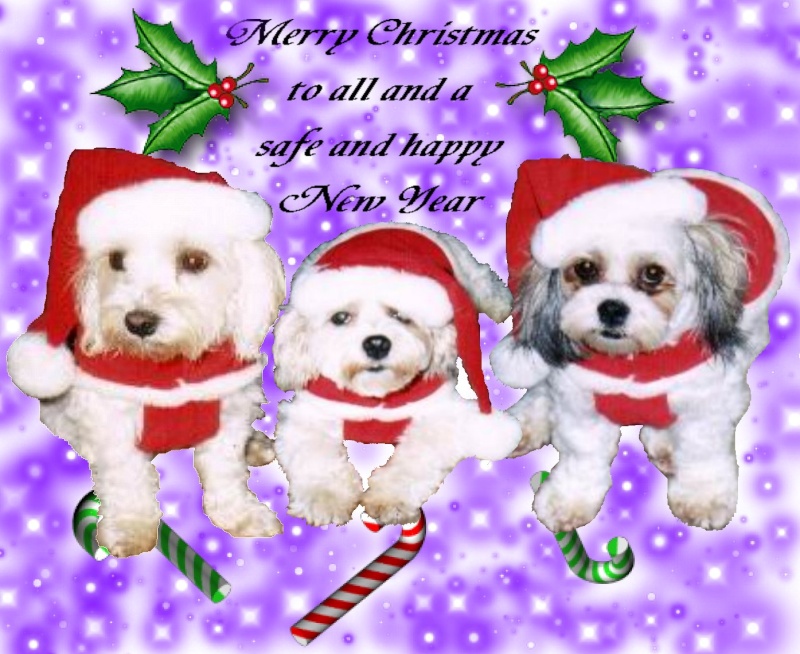 Christmas dogs Merry_10