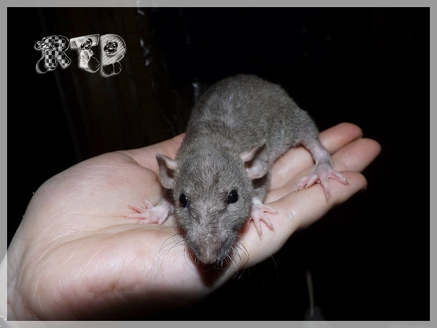 Evolution des ratons 2410